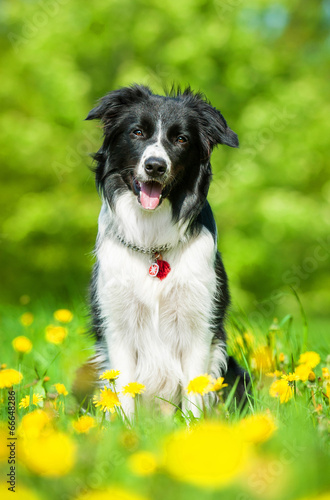 Border collie sitting on the field with dandelions #66648286