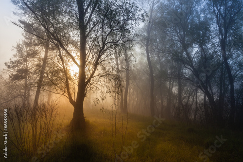Foggy landscape with a tree silhouette on a fog at sunrise.