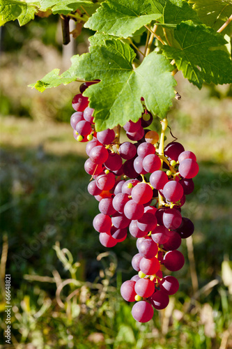 grapevine in vineyard (gewurztraminer), Alsace, France photo