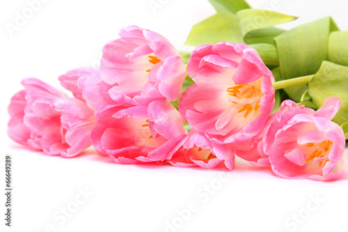 Zartrosa Tulpen © sommersprossen