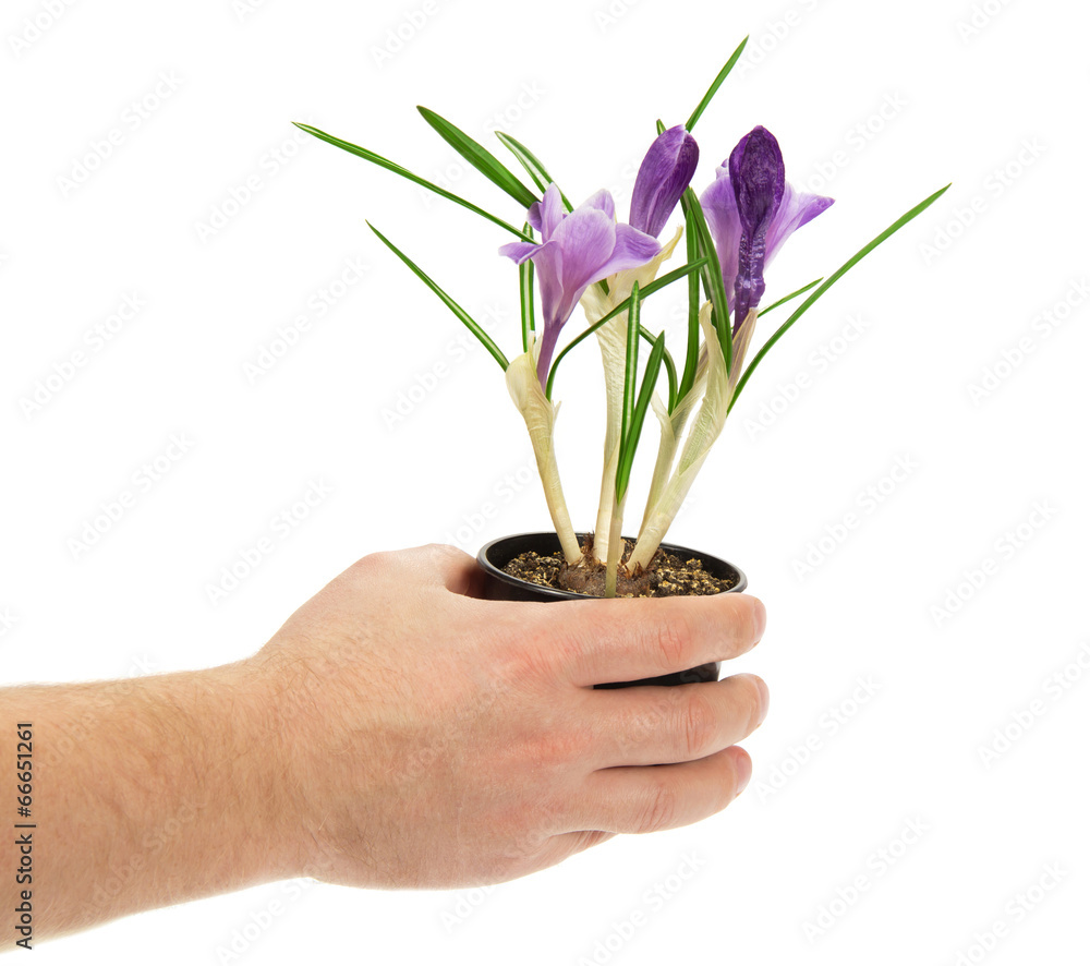 Pot with crocuses in the man's hand