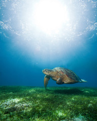 Sierkussen Schildpad Zeeschildpad zwemt in zonlicht  © Sergey Novikov