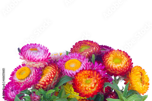 Fototapeta Naklejka Na Ścianę i Meble -  Everlasting flowers