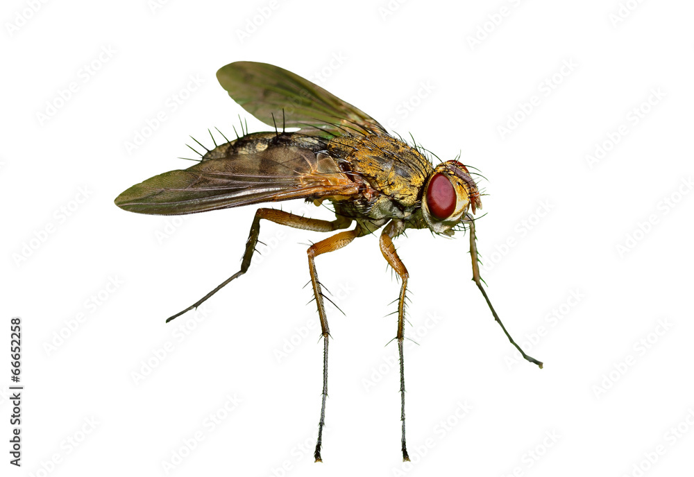 Fototapeta premium Haired fly 14