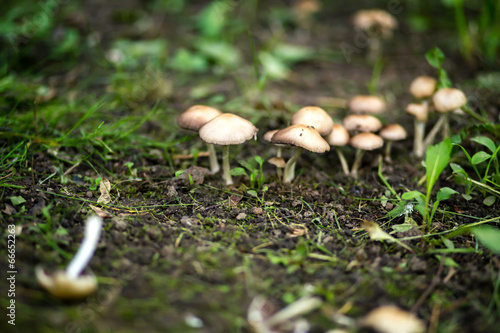 Obraz na plátne mushroom at tree