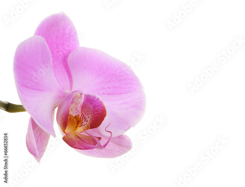 Single orchid isolated on white background