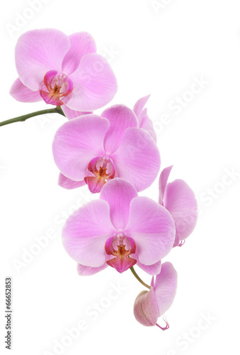 Fototapeta Naklejka Na Ścianę i Meble -  Orchid isolated on white background