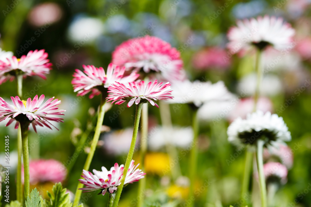 Obraz premium field of daisy