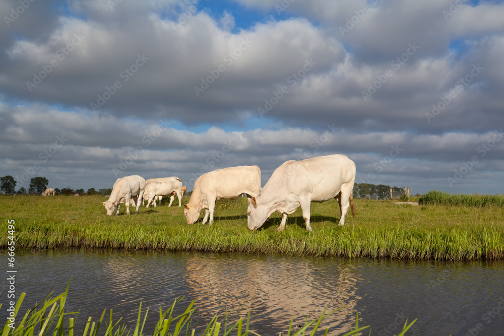 Obraz premium beige cows graze on pasture