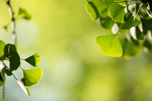 Ginkgo biloba tree branch with leafs against green background