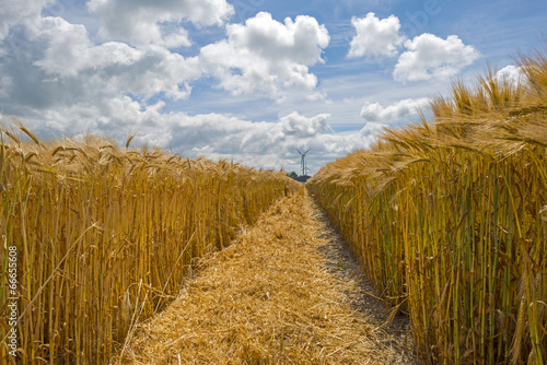Canvastavla Corn growing on a field in spring
