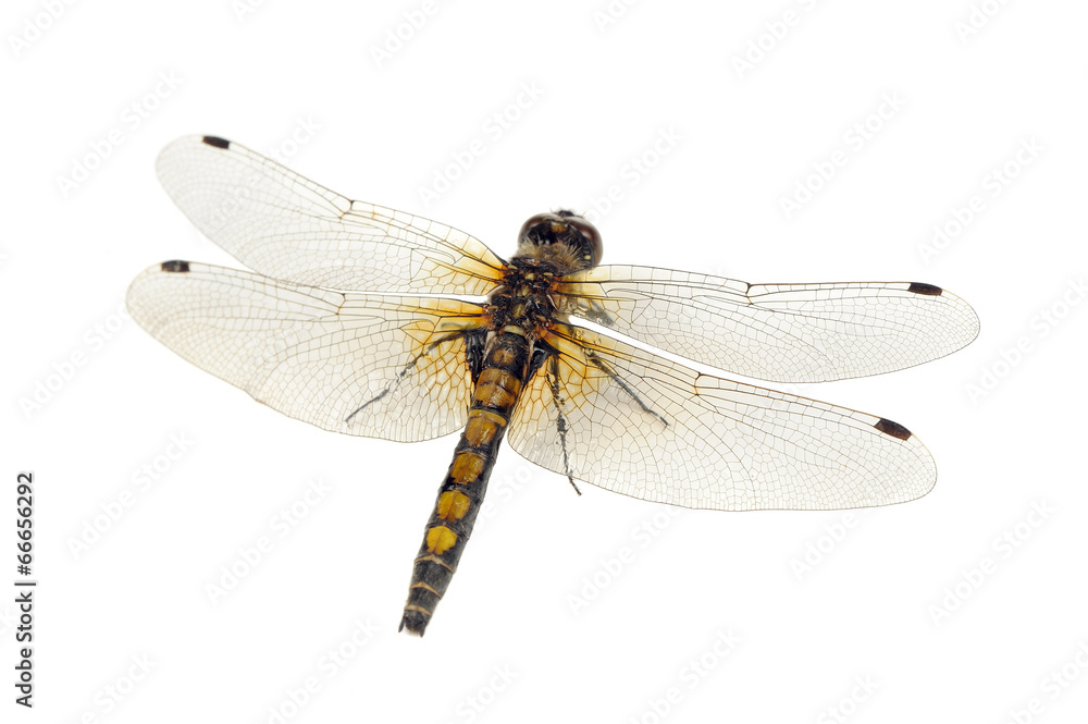 Dragonfly (Yellow-Spotted Whiteface) Close-Up Isolated on White Dragonfly (Yellow-Spotted Whiteface) Close-Up Isolated on White