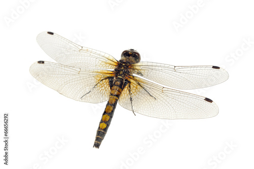 Dragonfly (Yellow-Spotted Whiteface) Close-Up Isolated on White