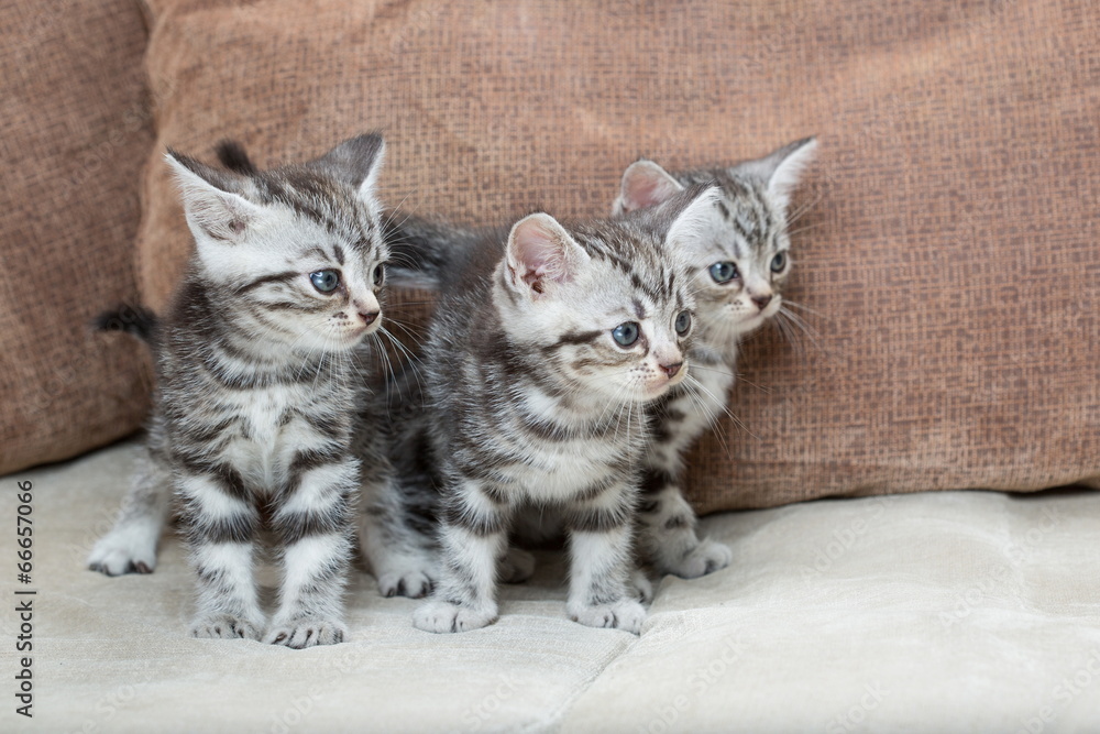 three kitten brothers