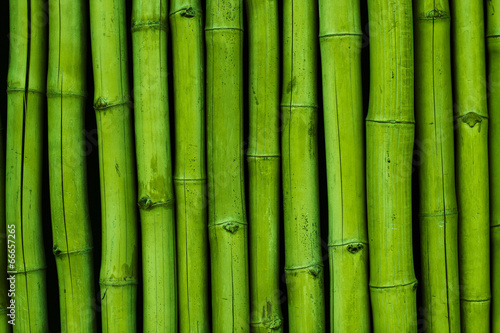 Bambusreihe grün