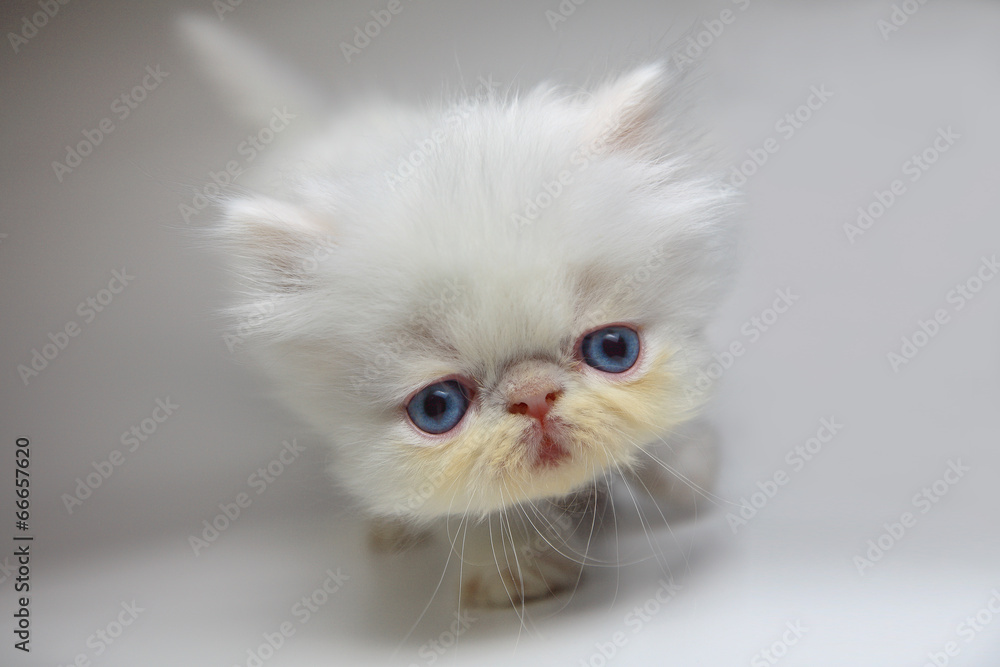 Fototapeta premium Persian cat.