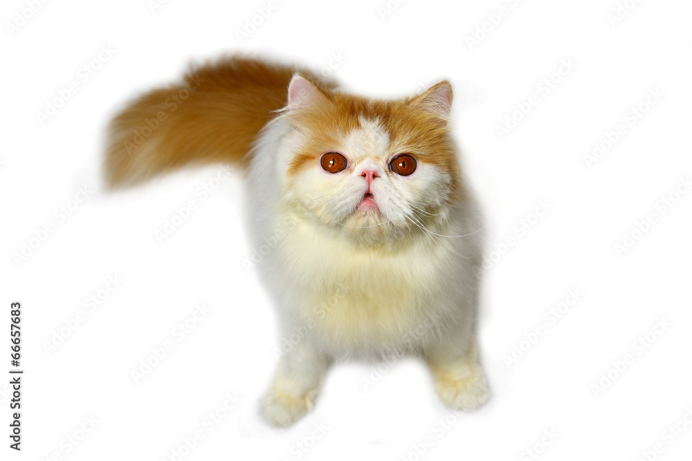 Persian cat on white background