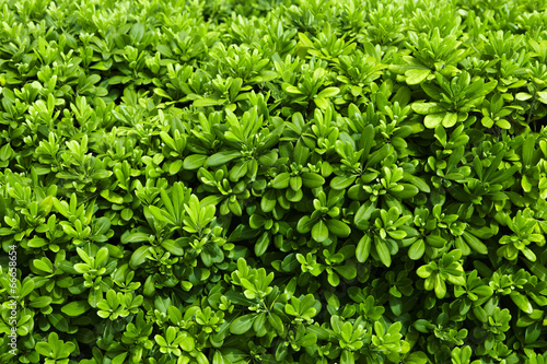 Wallpaper Mural grüne Hecke Torontodigital.ca