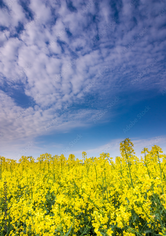 Obraz premium rapeseed flower