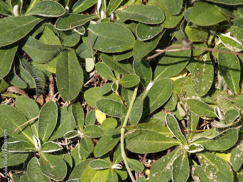 Background from leaves of a yastrebinka hairy (Hieracium pilosel