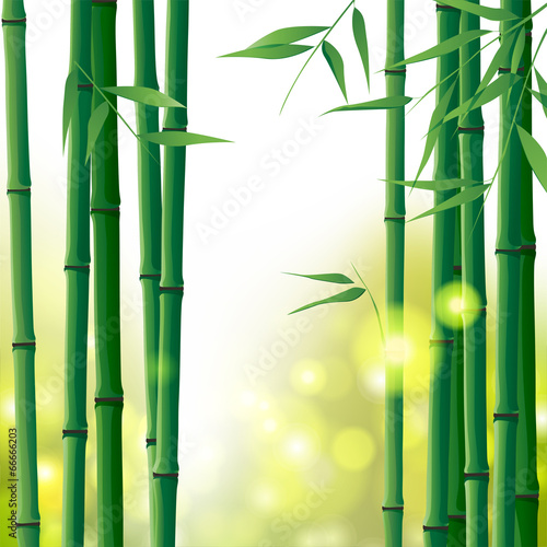 bamboo background