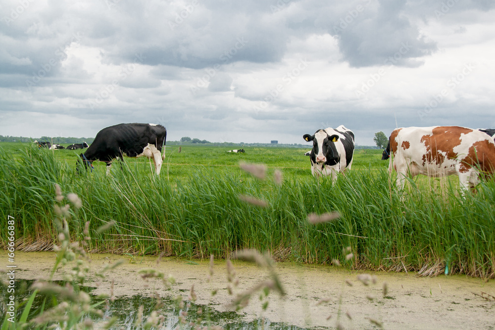 custom made wallpaper toronto digitalCows in a meadow in Holland