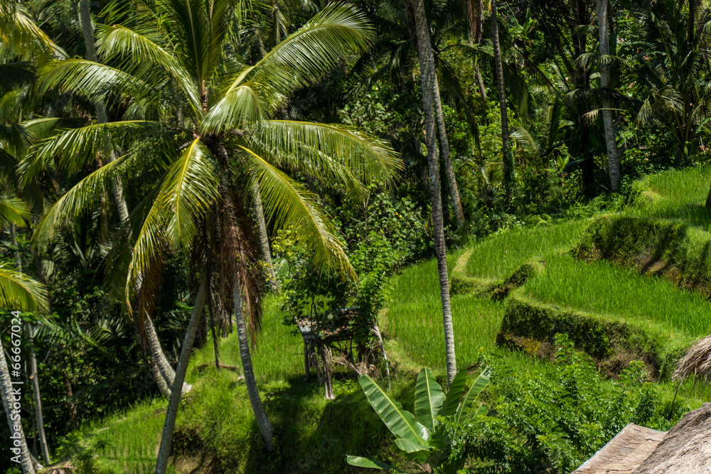 Lush green terraced farmland in Bali Lush green terraced farmland in Bali