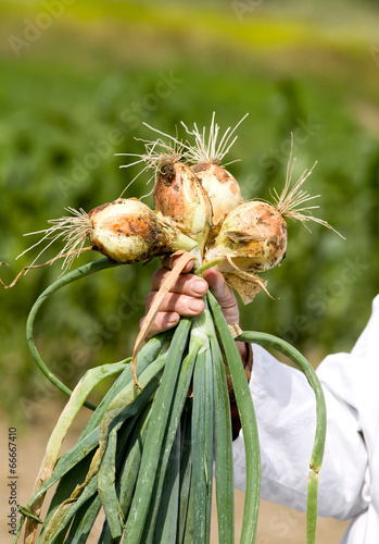 Onion in agronomists hand