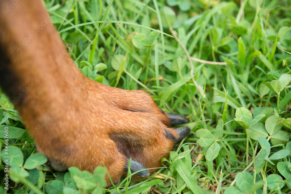 Obraz premium ドーベルマンの足