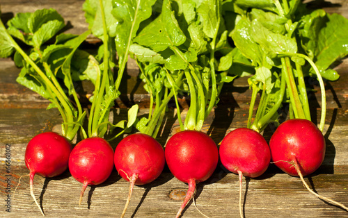 Red radish