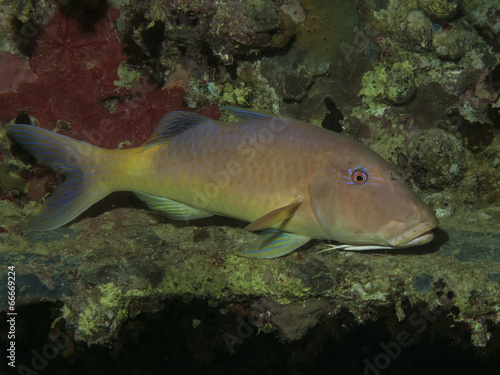 Yellowsaddle goatfish © lilithlita