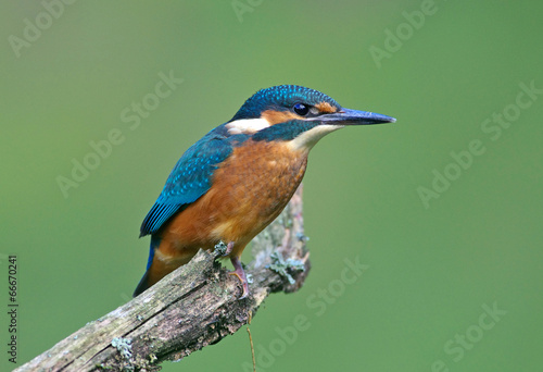 Kingfisher on a branch 4