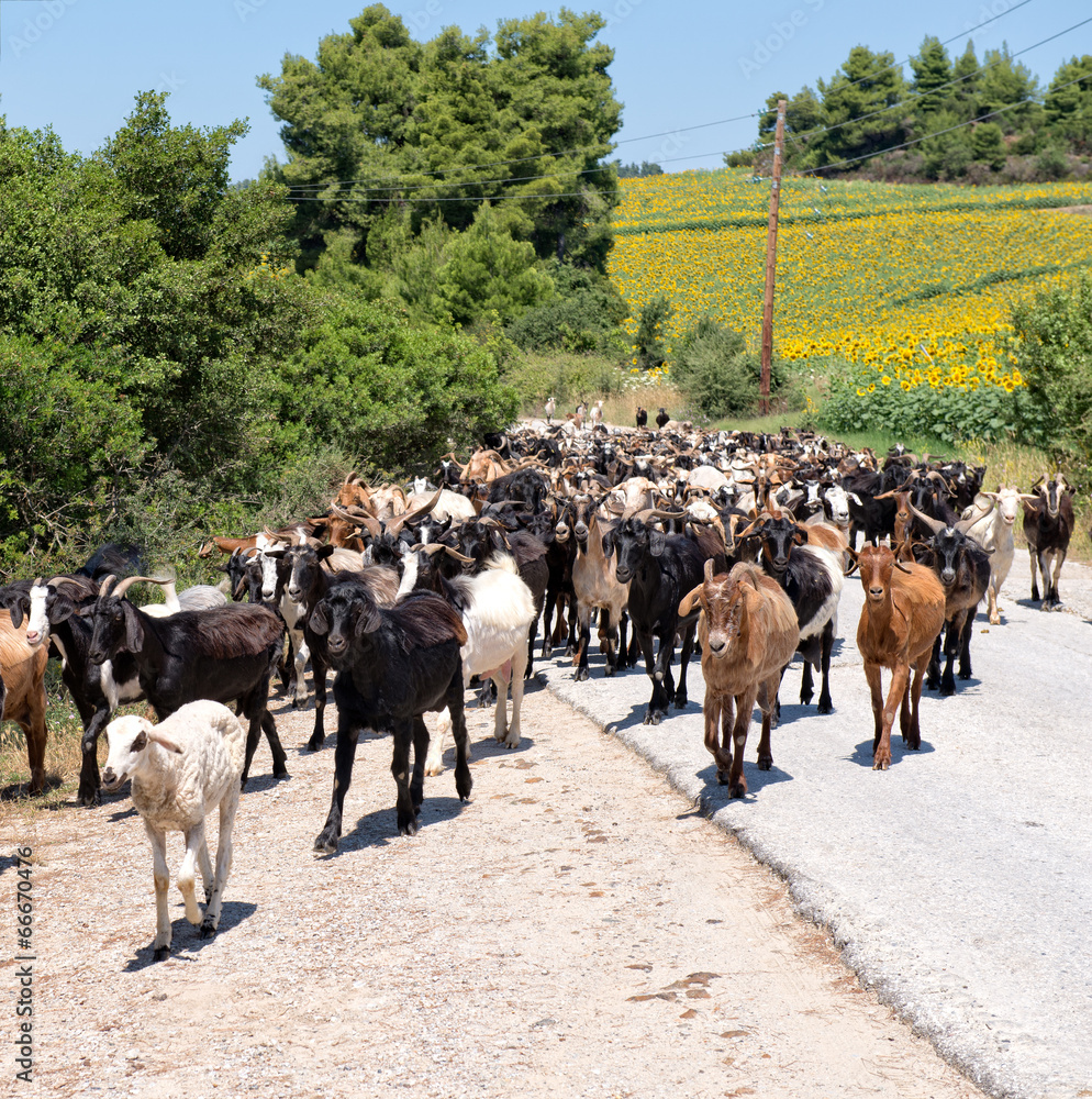 Obraz premium Goat Herd