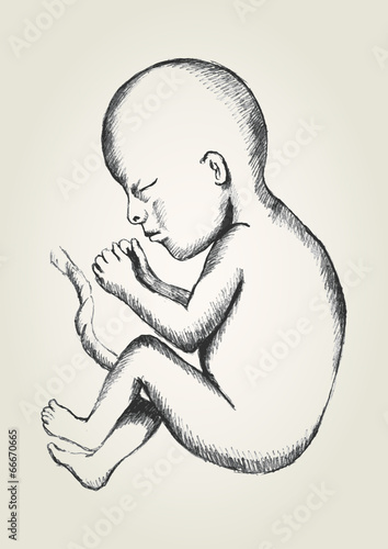 Sketch illustration of human fetus