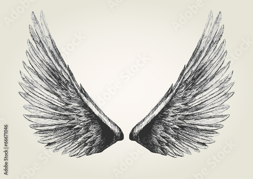 Sketch illustration of wings