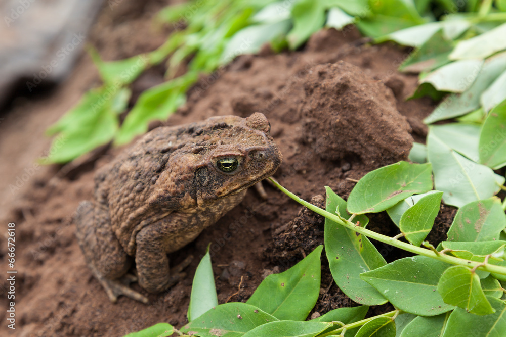 Fototapeta premium Toad with Green Eyes