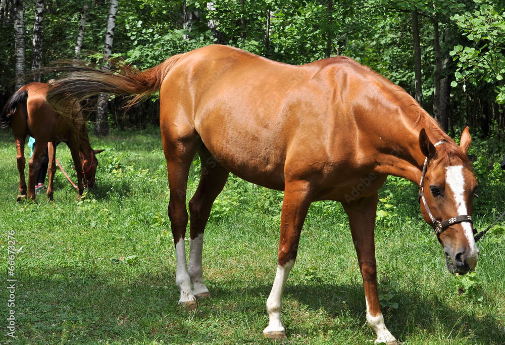 Obraz premium horse in the green forest.