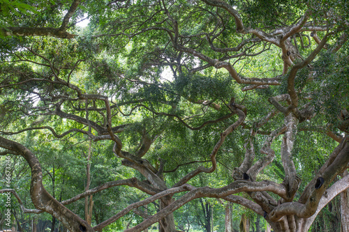 botanical Garden of Peradeniya
