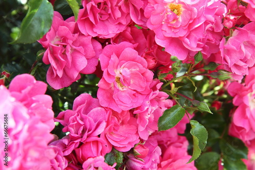 Pink roses in close up