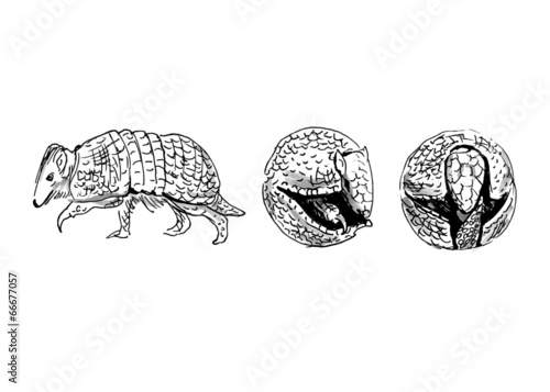 Hand sketch armadillo. Vector illustration