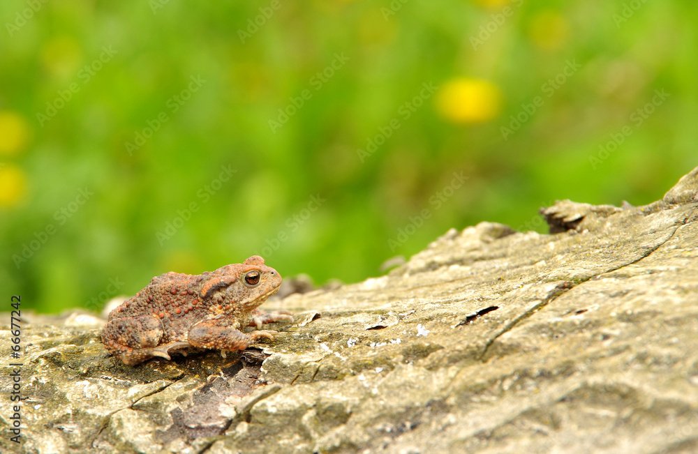 Obraz premium Toad frog