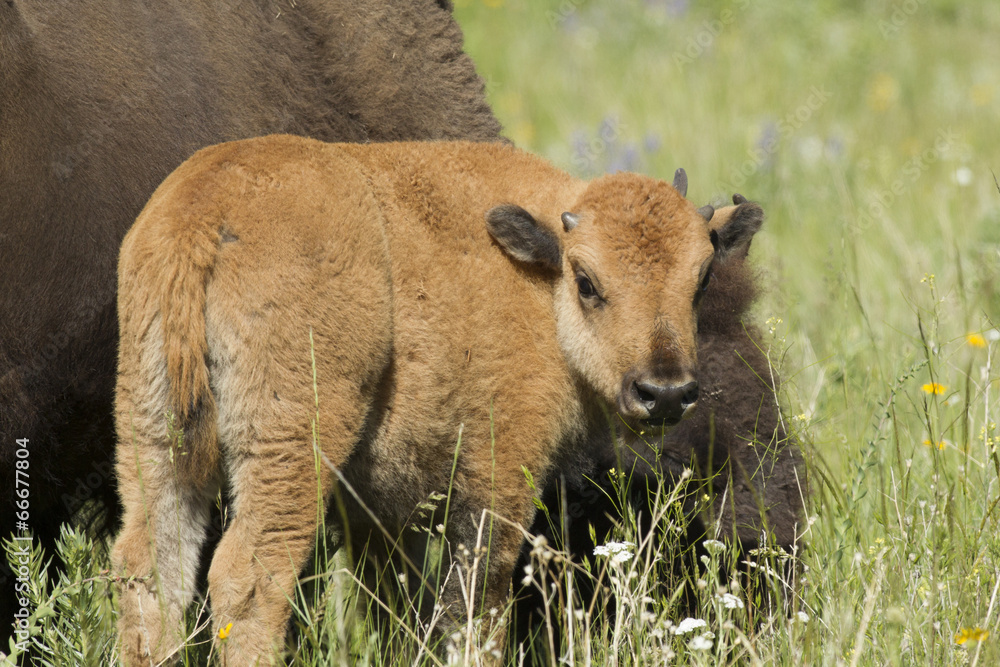 Fototapeta premium Bison calf by mother.