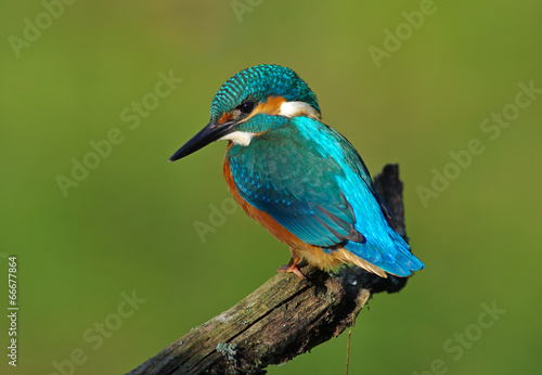 Kingfisher on a branch 5