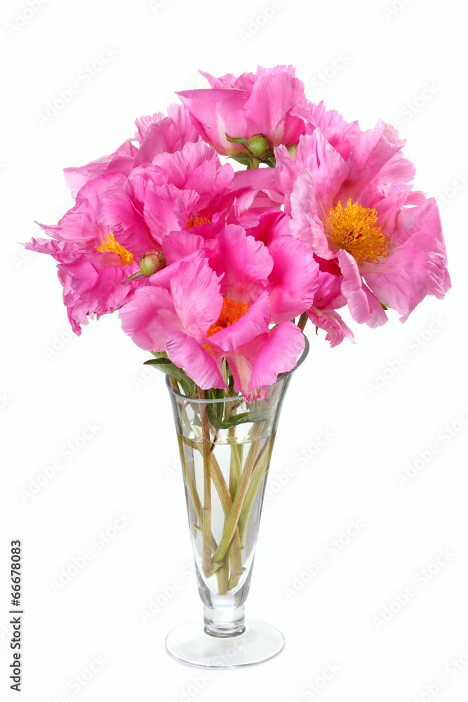 bouquet of peonies varieties Down Pink isolated on white