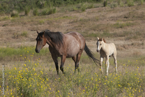 Pony follows mother.