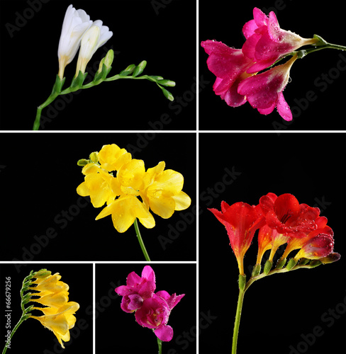 Collage of beautiful  freesias on black background