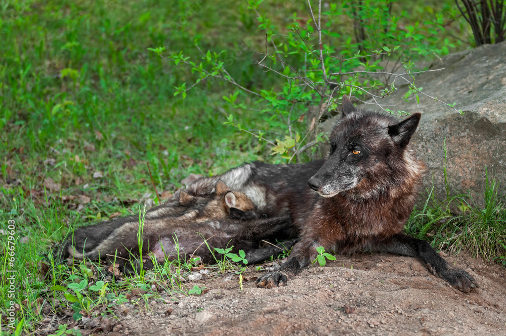 Black Wolf (Canis lupus) Feeds Pups Next to Den Black Wolf (Canis lupus) Feeds Pups Next to Den