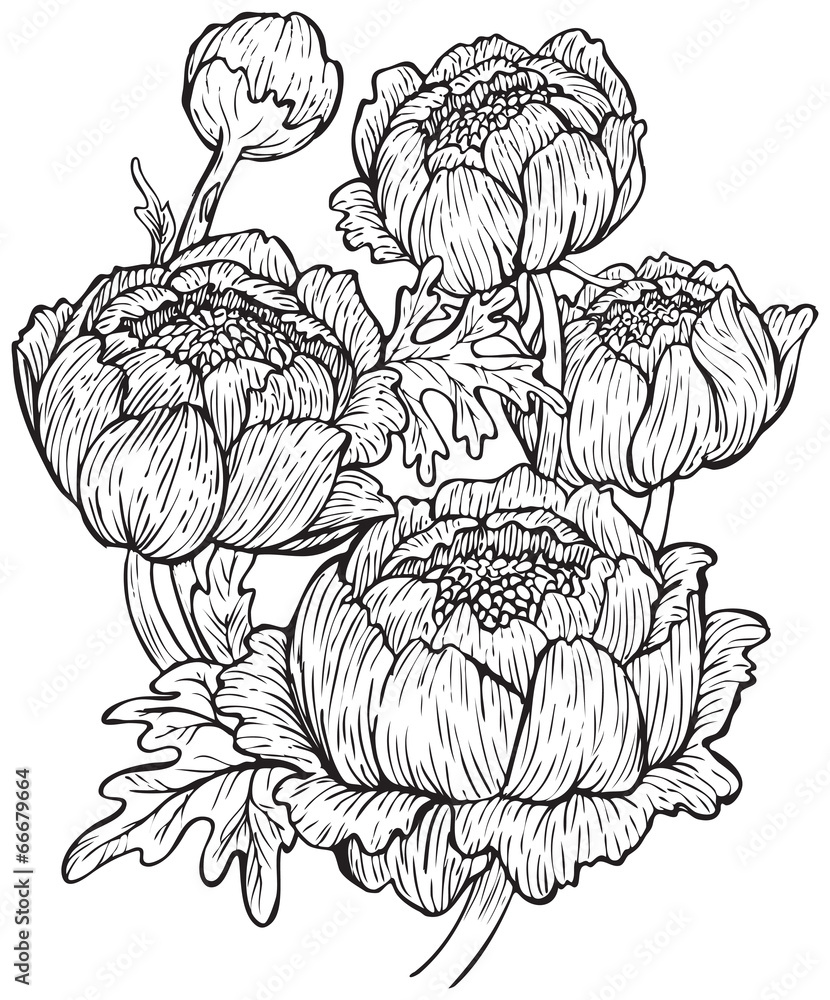 Fototapeta premium Botanical illustration