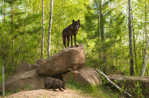 Black Wolf (Canis lupus) Stands on Top of Den