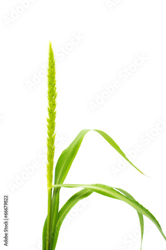 blade of grass isolated on white background